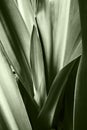 Monochrome image of leaves of lily flower plant, abstract nature image, Howrah, West Bengal, India