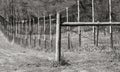 Long fence in the farm