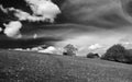 Monochrome image of a pathway leading up flower covered hillside pasture with a farmhouse among spring trees and a dramatic