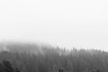 Monochrome image of pine woods after a heavy rainstorm