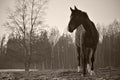 Monochrome image of portrait of beautiful black horse with white blaze. Royalty Free Stock Photo