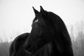 Monochrome image of portrait of beautiful old black horse with white star Royalty Free Stock Photo