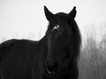Monochrome image of portrait of beautiful old black horse with white star Royalty Free Stock Photo