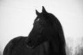 Monochrome image of portrait of beautiful old black horse with white star Royalty Free Stock Photo