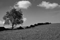 Monochrome image of a single tree growing on a grass covered hill with an old dry stone wall and sky with white clouds Royalty Free Stock Photo