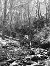 Monochrome image of snow covered woodland with steep hillside stream running over rocks and boulders