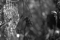 Monochrome image, spider web threads with dew drops