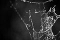 Monochrome image, spider web threads with dew drops