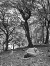 Monochrome image of springtime woodland with large beech trees with leaves illuminated by early morning light and grass growing