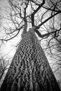 A tall winter tree in a forest Royalty Free Stock Photo