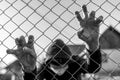 Monochrome image of a teenage boy wearing surgical mask holding wired garden fence in isolation