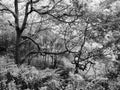 Monochrome image of twisted old forest trees with tangled branches on a hillside overgrown with ferns