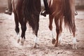 A monochrome image of two horses, who step hooves on the sand, raising their dust Royalty Free Stock Photo