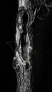 Monochrome Image of Weathered Tree Trunk with Deep Hollowed Interior in the Night Royalty Free Stock Photo