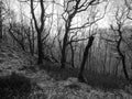 Monochrome image of a winter forest on a hillside with backlit twisted dark trees against the light on a sloping hillside