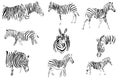 monochrome image of a zebra in different angles. isolated on a white background. Royalty Free Stock Photo