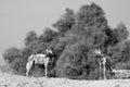 IBlack & white image of wild dogs in Africa with a natural bush background Royalty Free Stock Photo