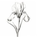 Monochrome Iris Flower Drawing With Hand-painted Details