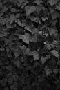 Monochrome ivy leaves background Royalty Free Stock Photo