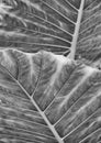 monochrome large abstract striped leaf tropical abstract nature background