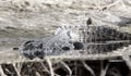 Monochrome large American Alligator laying on bank of Suwannee River in Okefenokee Swamp