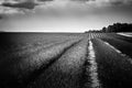 Monochrome lavender fields. Beautiful image of lavender field, artistic abstract process in black and white. Summer sunset nature Royalty Free Stock Photo