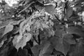 Monochrome leaves in the forest eaten by caterpillars