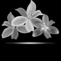 Monochrome lilies flowers