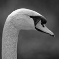 Monochrome lose-up portrait f an adult Mute swan cygnus olor