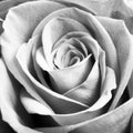 Monochrome macro close up shot of Rose flower head