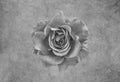 Monochrome macro of a single isolated rose blossom with rain drops Royalty Free Stock Photo