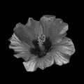 Macro of a single isolated silver metallic shimmering hibiscus blossom with detailed texture on black background