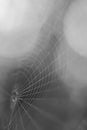 Monochrome macro spider web strands