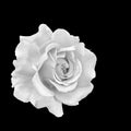 Monochrome macro of a white rose blossom with rain drops Royalty Free Stock Photo