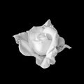Monochrome macro of a white veined rose blossom on black background