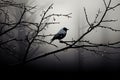 Monochrome magic bird shadows create artistic scenes on tree branches Royalty Free Stock Photo