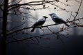 Monochrome magic bird shadows create artistic scenes on tree branches Royalty Free Stock Photo