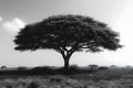 Concept Wildlife Photography, Monochrome Majesty Acacias Silhouette Against the Serene Savanna