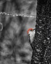 Monochrome Male Woodpecker With Red Color Splash