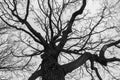 Monochrome melancholic image of tall branchy gloomy oak tree in winter.