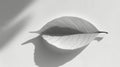 Monochrome minimalism, light and shadow. A single leaf with veins on textured white surface.