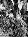 Monochrome Mistletoe Plant On The Tree