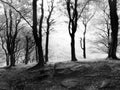 Monochrome misty morning autumn forest sunrise in beech woodland Royalty Free Stock Photo