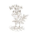 Monochrome outline drawing of potato plant with flowers, roots and tubers. Edible cultivated tuberous crop hand drawn