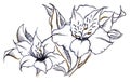 Monochrome pair flower alstroemeria composition line art Royalty Free Stock Photo