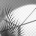 Monochrome palm branch reflection on wall, vector Royalty Free Stock Photo