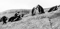 Group of African penguins interacting with each other on the rocks at Boulders Beach in Cape Town, South Africa. Royalty Free Stock Photo