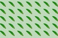 Monochrome pattern of green mint leaves