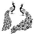 Monochrome peacock. Hand drawn peecoock isolated black silhouette on white page, book stylized pavonine animal bird