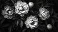 monochrome peonys black and white Royalty Free Stock Photo